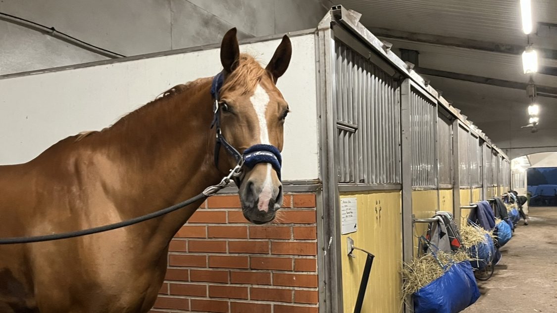 Pesupaikalla jännittävä puoliverihevonen